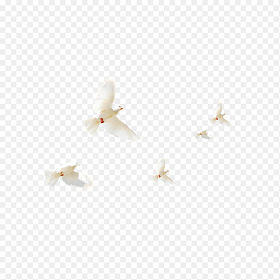 飞翔的白色和平鸽免抠元素素材